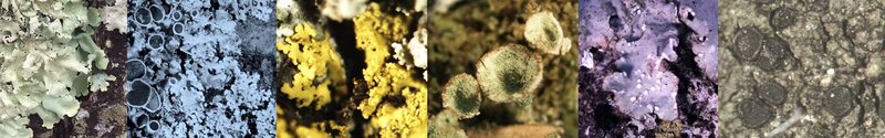 New Brunswick Lichens